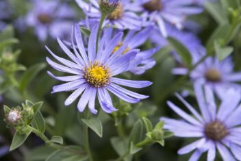 Het bloemhoofd van een lila bloem: de aster.