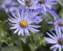 Het bloemhoofd van een lila bloem: de aster.