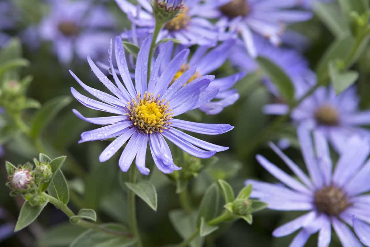 Het bloemhoofd van een lila bloem: de aster.