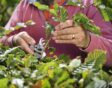 Iemand snoeit een beukenhaag.