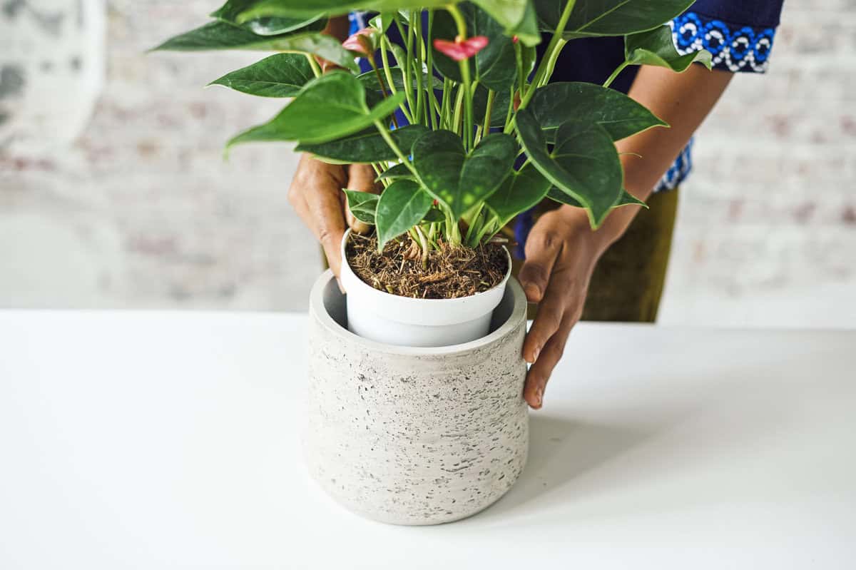 Twee handen zetten een anthurium in een plastic binnenpot in een grotere sierpot.