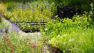 Planten in kweekkratten op de kwekerij