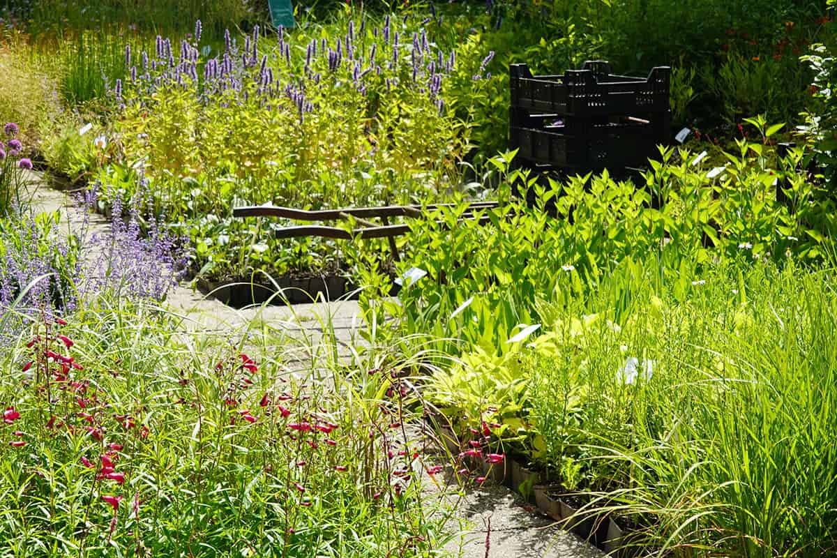 Planten in kweekkratten op de kwekerij
