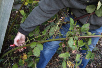 Een man snoeit een lange tak van een braam.