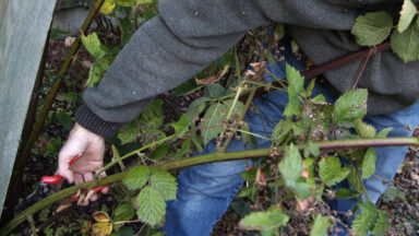 Een man snoeit een lange tak van een braam.