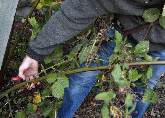 Een man snoeit een lange tak van een braam.