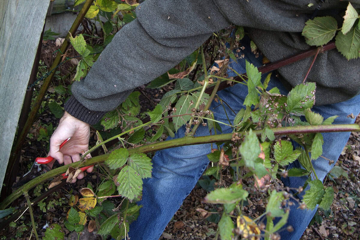 Een man snoeit een lange tak van een braam.