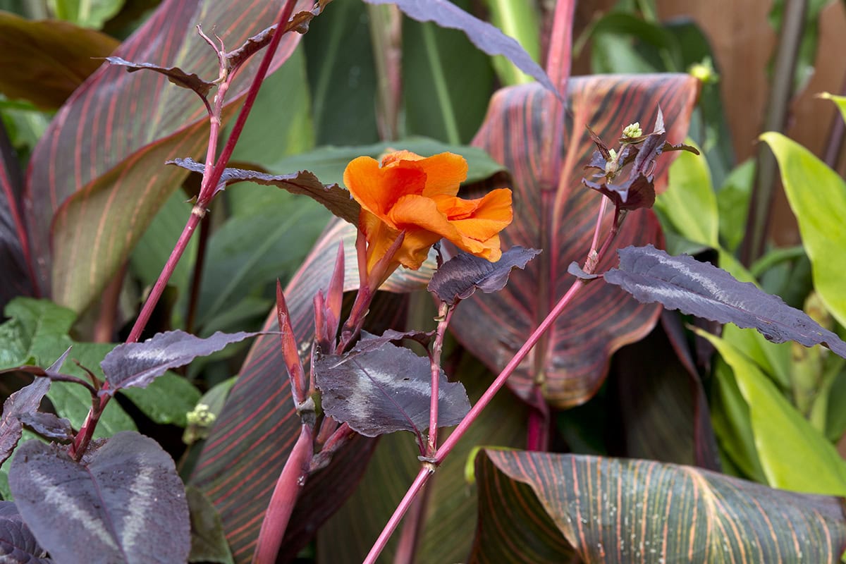Oranje bloem en donker blad van Canna  'Phasion'