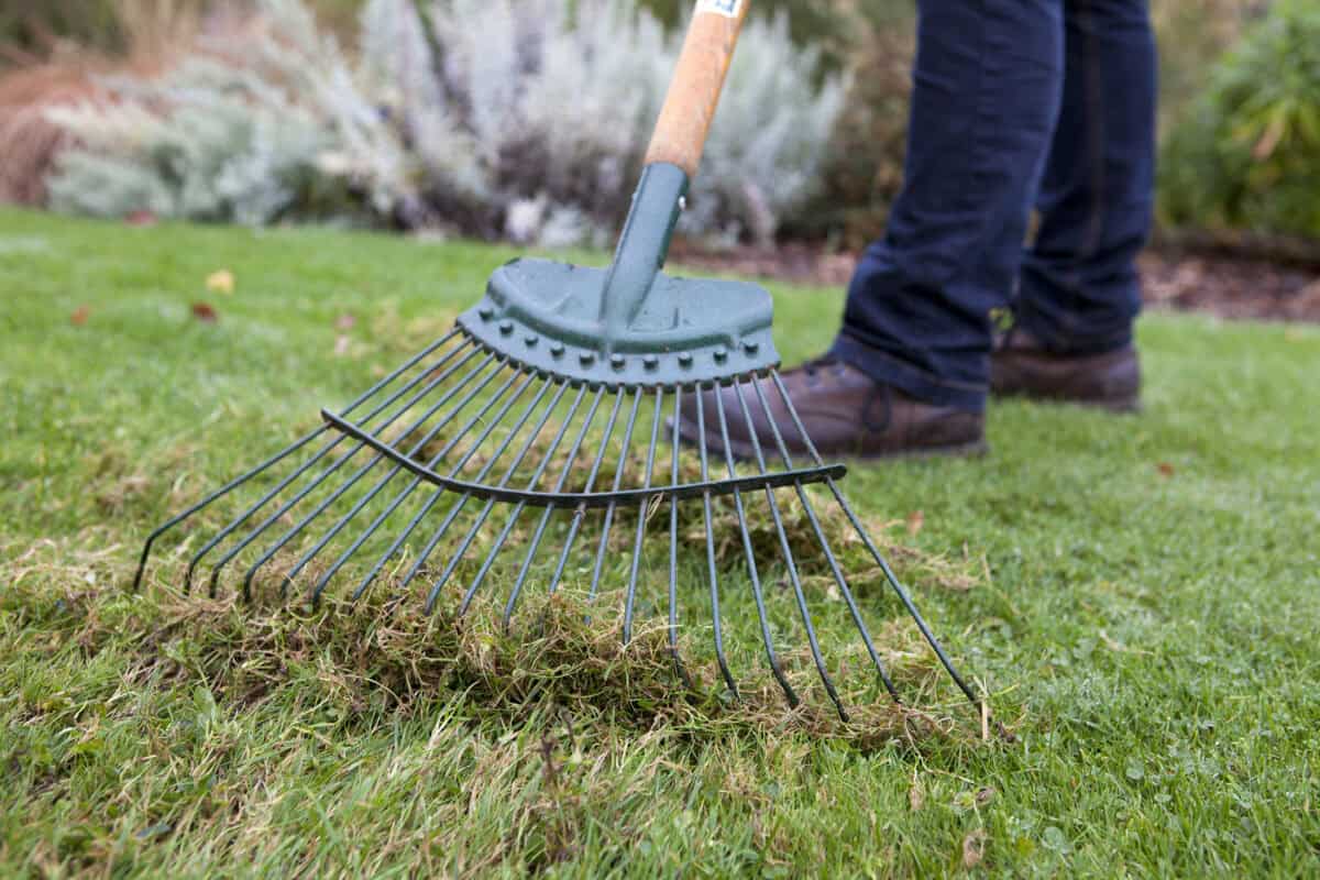 Een hark gaat door het groene gras en neemt dood, bruin materiaal mee.
