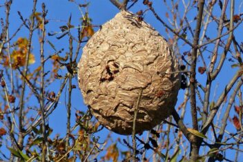 Nest van Aziatische hoornaar.