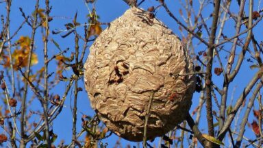 Nest van Aziatische hoornaar.