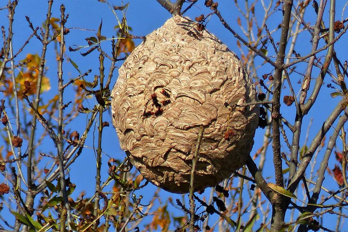 Nest van Aziatische hoornaar.