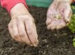 Hand met zaadjes en hand die zaadjes laat vallen op de grond.