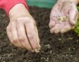 Hand met zaadjes en hand die zaadjes laat vallen op de grond.