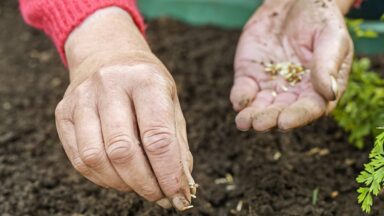Hand met zaadjes en hand die zaadjes laat vallen op de grond.