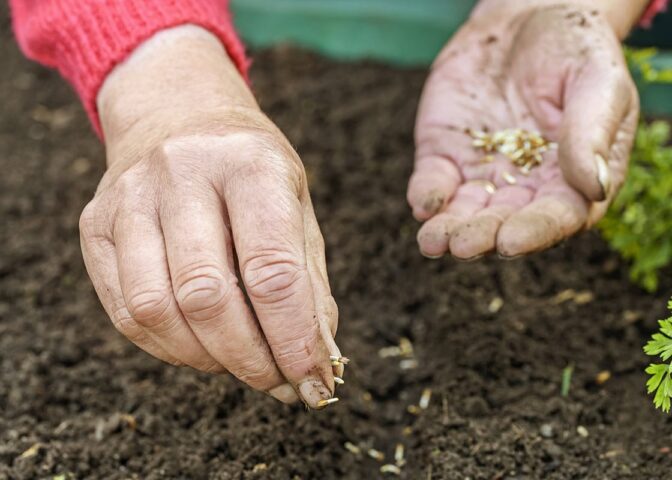 Hand met zaadjes en hand die zaadjes laat vallen op de grond.