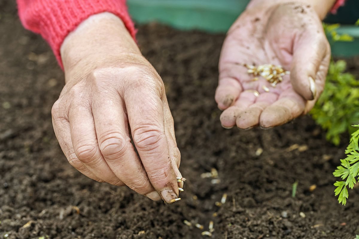 Hand met zaadjes en hand die zaadjes laat vallen op de grond.