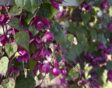 Paarse bloemen van de Rhodochiton atrosanguineu.