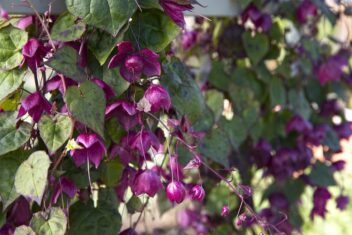 Paarse bloemen van de Rhodochiton atrosanguineu.
