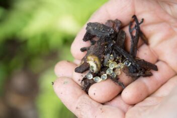 Slakkeneitjes op hand