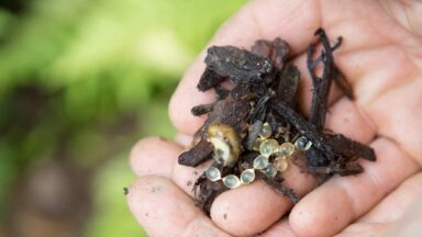 Slakkeneitjes op hand