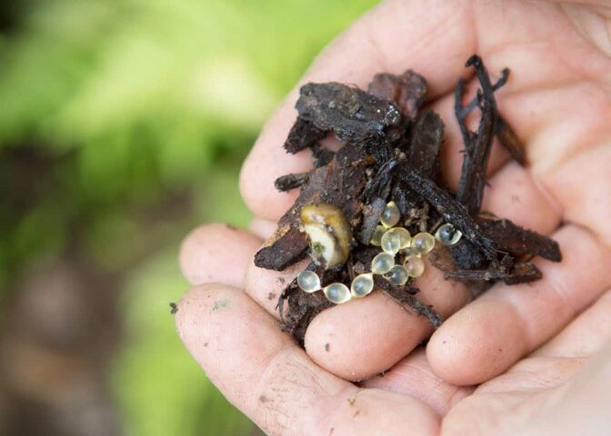 Slakkeneitjes op hand