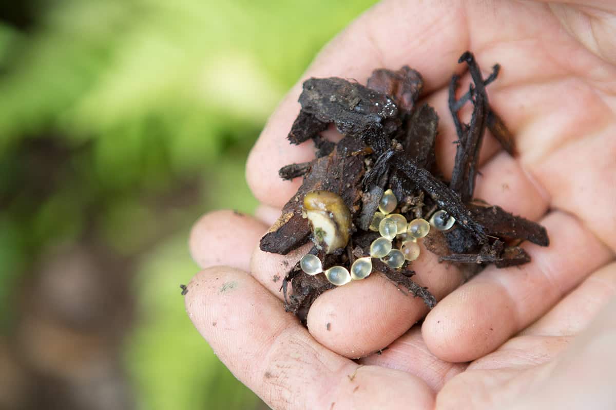 Slakkeneitjes op hand
