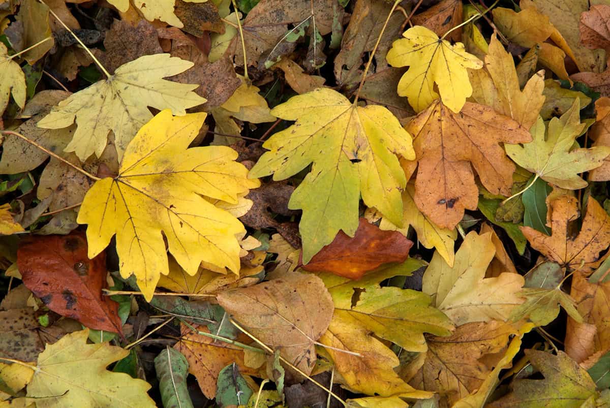 vroeg gevallen bladeren