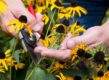 Rudbeckia bloemen worden gekopt