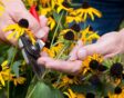 Rudbeckia bloemen worden gekopt