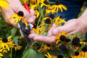 Rudbeckia bloemen worden gekopt