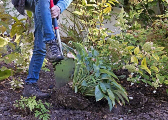 Hosta delen in de herfst
