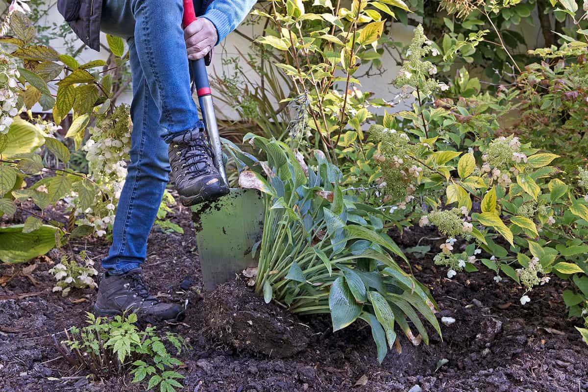 Hosta delen in de herfst