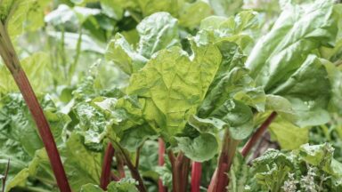 rabarber met giftige bladeren en eetbare stengels