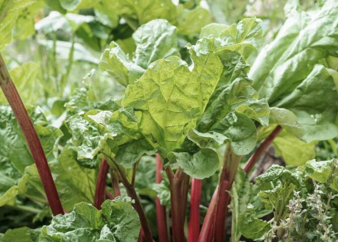 rabarber met giftige bladeren en eetbare stengels