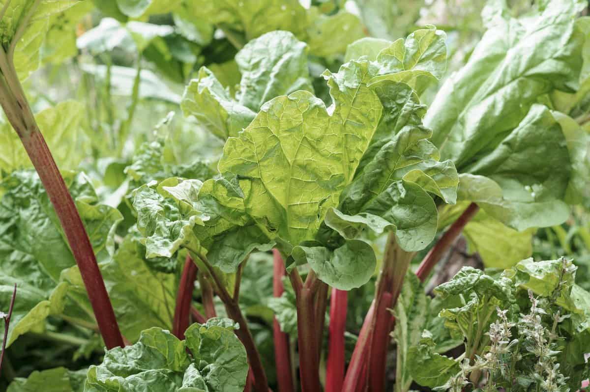 rabarber met giftige bladeren en eetbare stengels