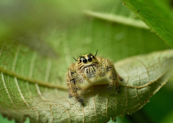 spinnen in de tuin: springspin