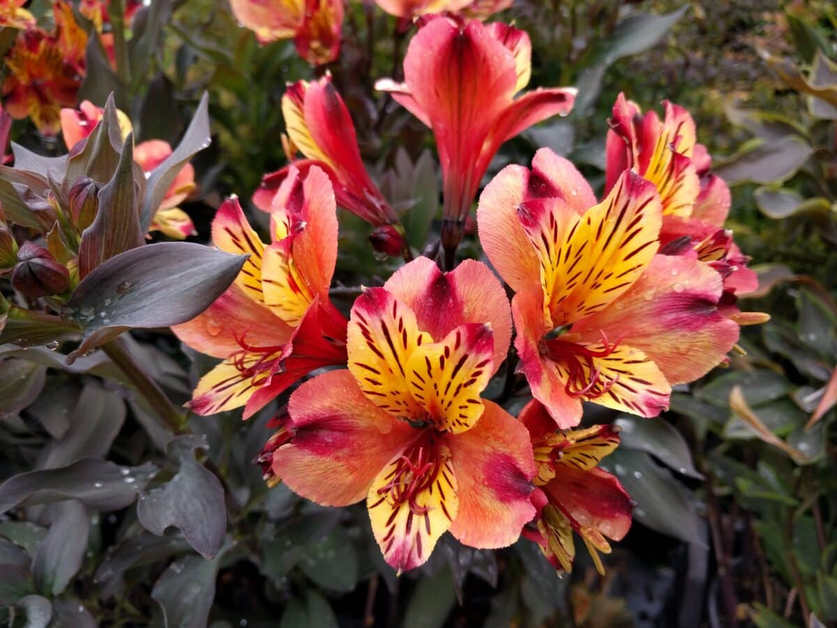 De bloemen van Alstroemeria 'Indian Summer' met geel, abrikoos en donkerrood.