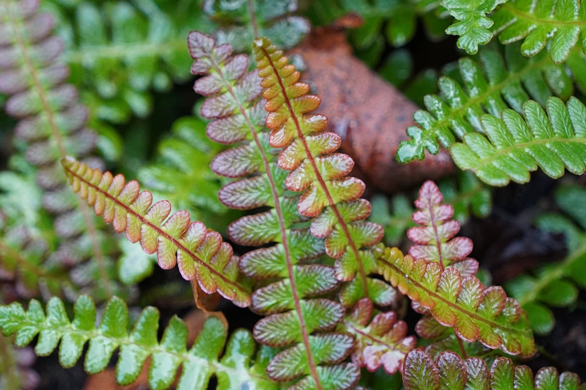 Varenblaadjes met rode tinten