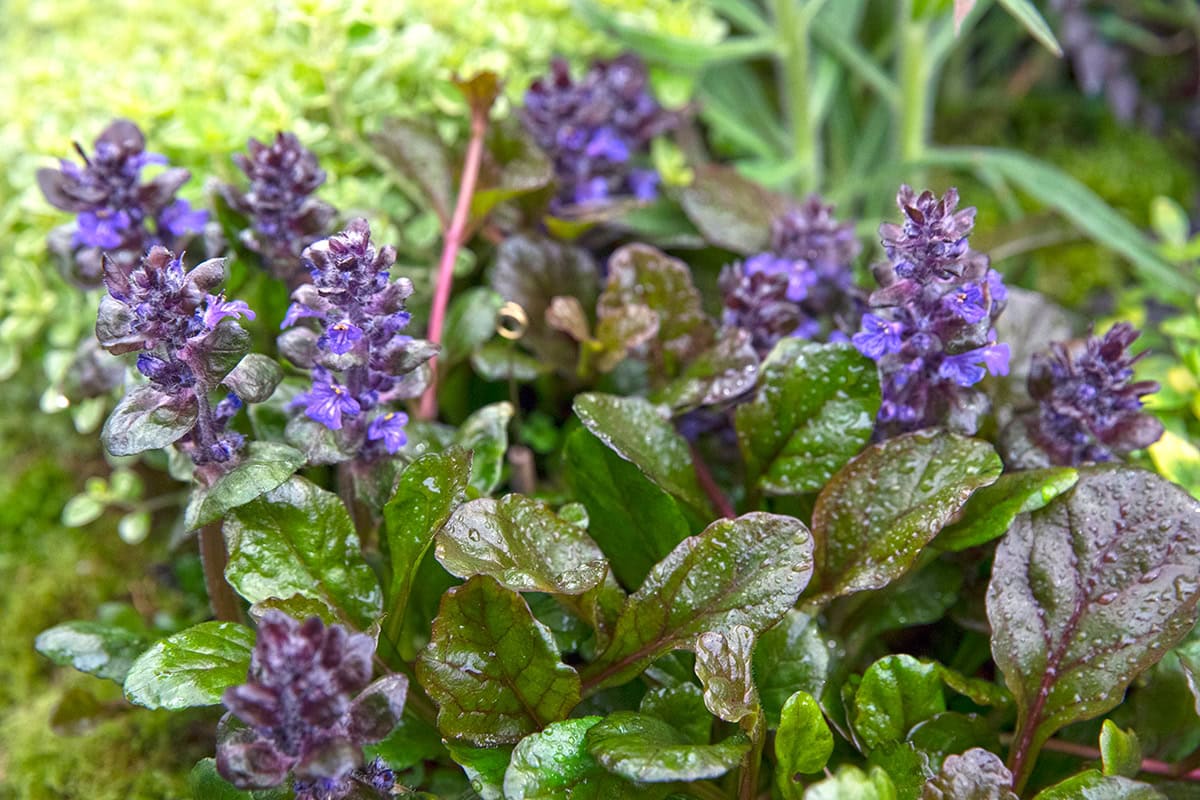 Kruipend zenegroen met blauwe bloemen
