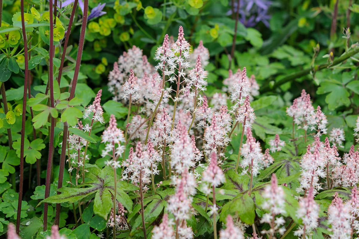 Witte bloemaren die boven bladeren uitsteken
