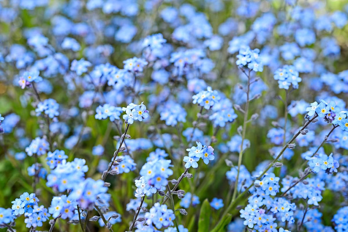 Blauwe bloemetjes met een geel hart