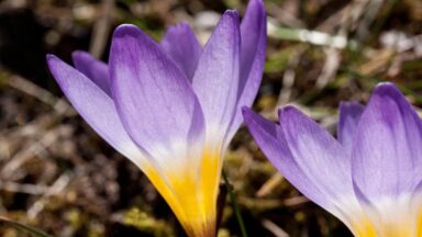 Close-up van een paars-wit-gele bloem van bonte krokus in de tuin.