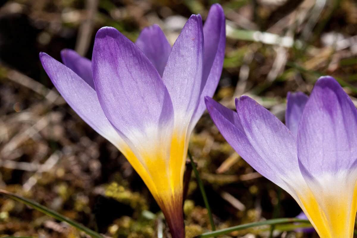 Close-up van een paars-wit-gele bloem van bonte krokus in de tuin.