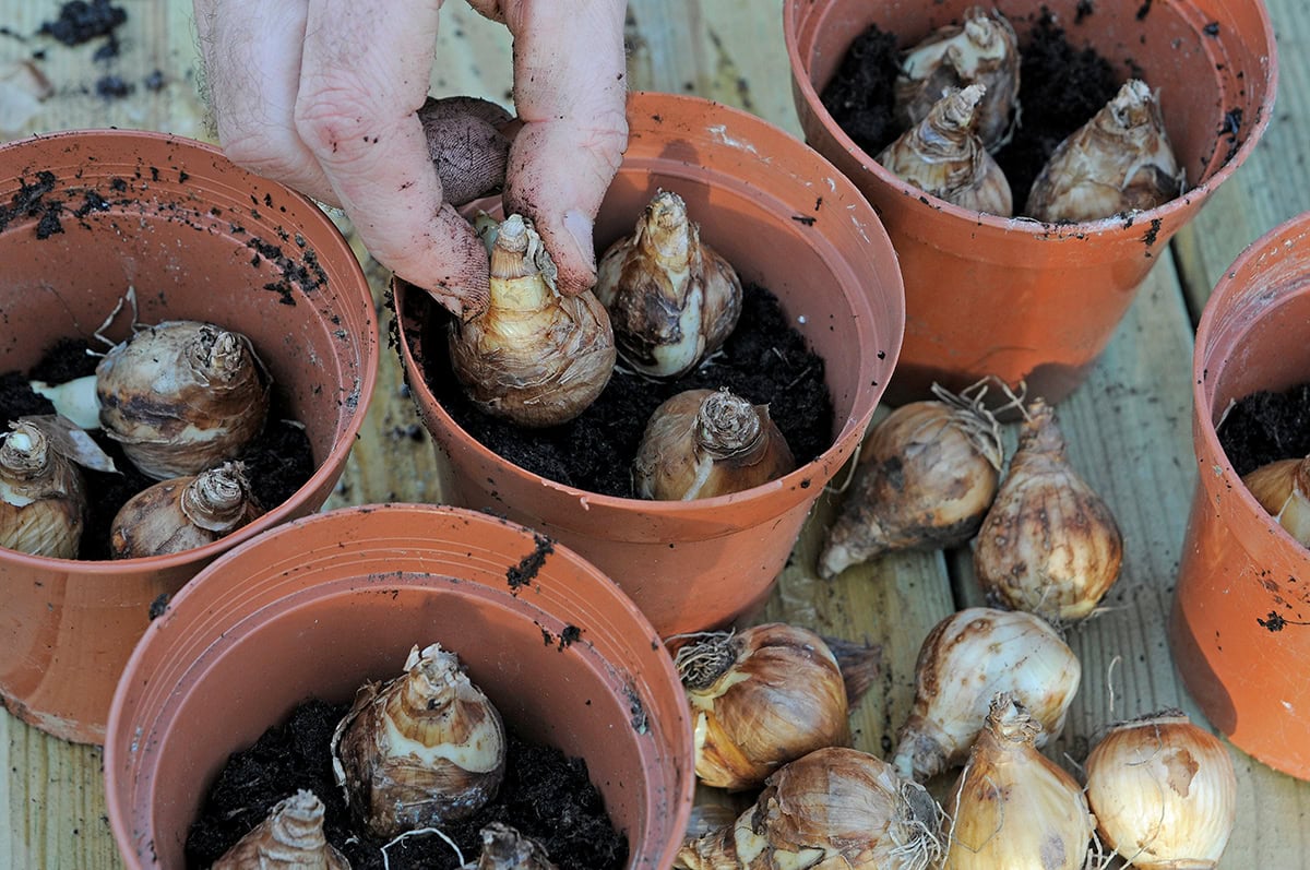 narcisbollen worden geplant in potjes
