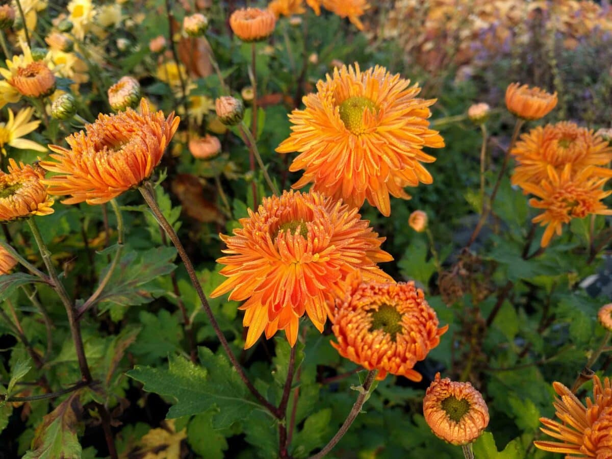 De oranje, halfvolle bloemen van tuinchrysant 'Vens Wild Oranges'.