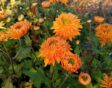 De oranje, halfvolle bloemen van tuinchrysant 'Vens Wild Oranges'.