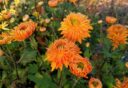 De oranje, halfvolle bloemen van tuinchrysant 'Vens Wild Oranges'.