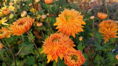 De oranje, halfvolle bloemen van tuinchrysant 'Vens Wild Oranges'.