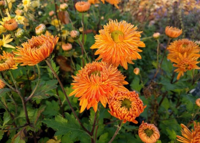 De oranje, halfvolle bloemen van tuinchrysant 'Vens Wild Oranges'.